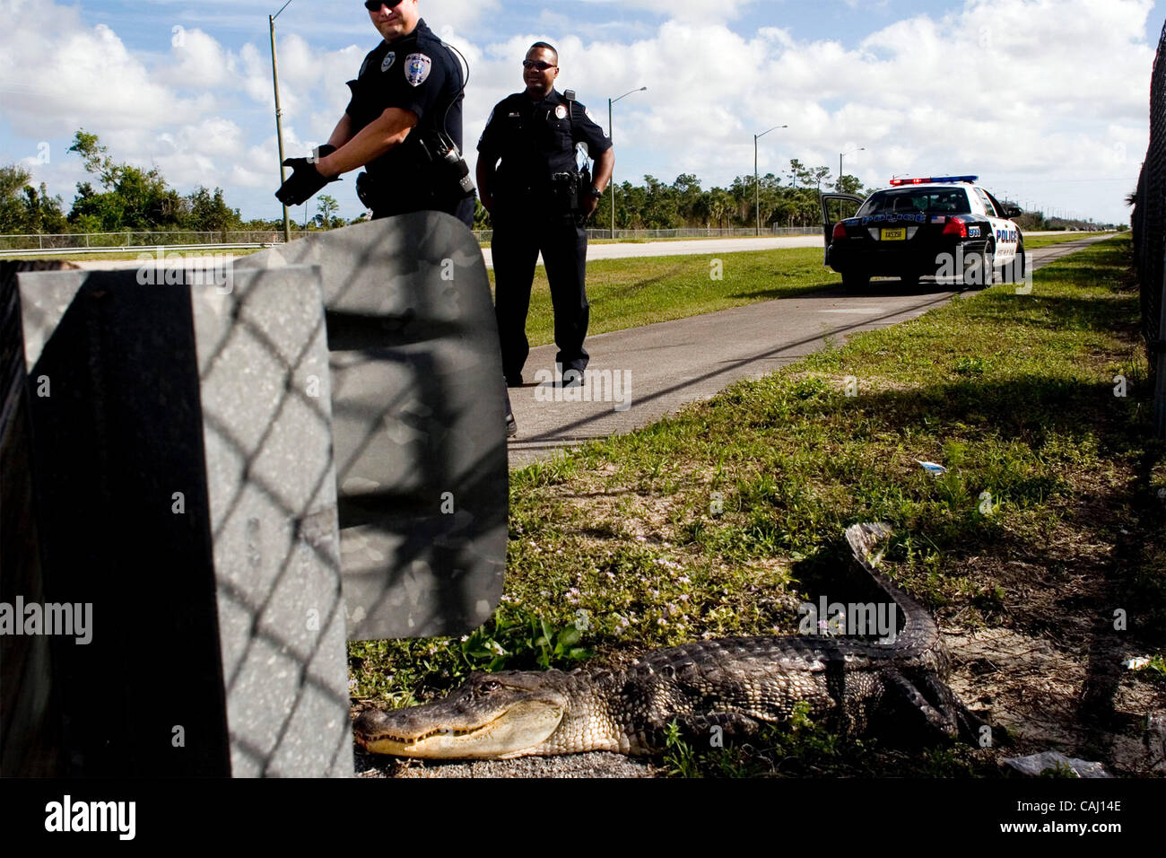 123007 met clo alig - 0047121A - staff photo by Carl Kiilsgaard/The Palm Beach Post -- West Palm Beach --  West Palm Beach police officers, Rade Momirovich (cq, left) and William Dames (cq, right) prepare to inspect an alligator found run over by a car on Northlake Rd. Dames is a 10 year veteran of  Stock Photo