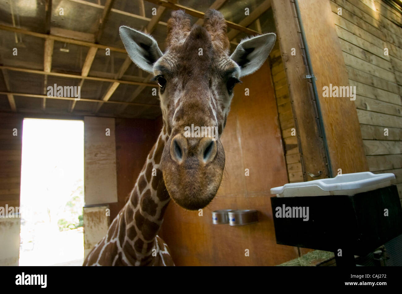 Sacramento zoo hires stock photography and images Alamy