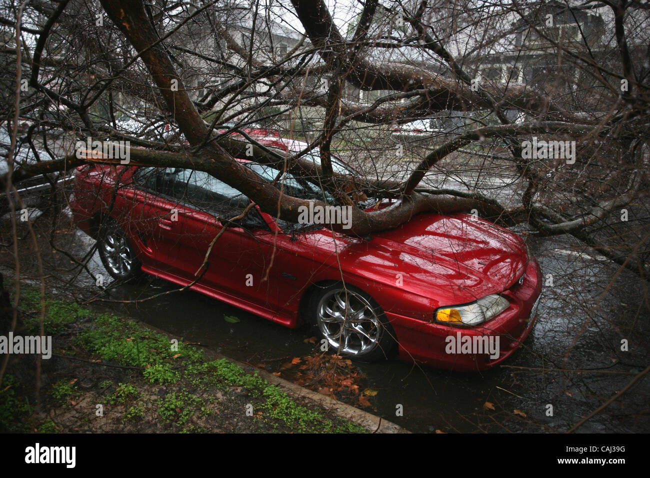A tree fell on a car parked on E Street near 22nd in midtown Sacramento
