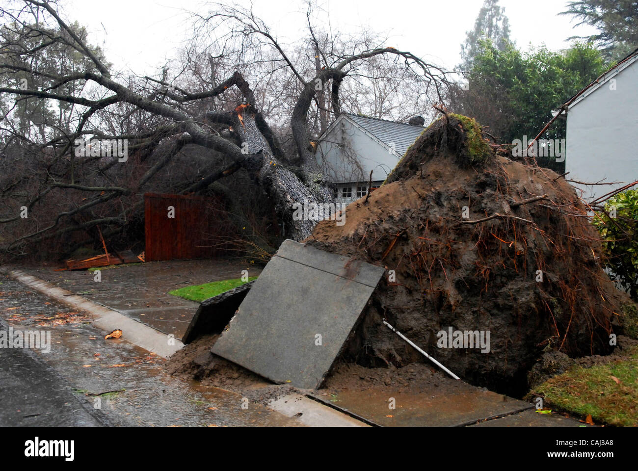 A huge tree topples over in Land Park, on 2nd Ave. and 14th St., January 4, 2008. Sacramento Bee / Florence Low Stock Photo