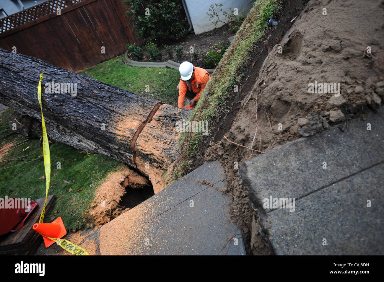 Salustio Sanchez, a foreman for West Coast Arborist, Onc. in Stockton, works on cutting a tree that fell during the high winds last Friday at Land Park home of Angie Porrino and Tom Chiriaco on Thursday, January 10, 2008. The tree damaged the unatached garage and a fence.  ( Hector Amezcua /  hamezc Stock Photo