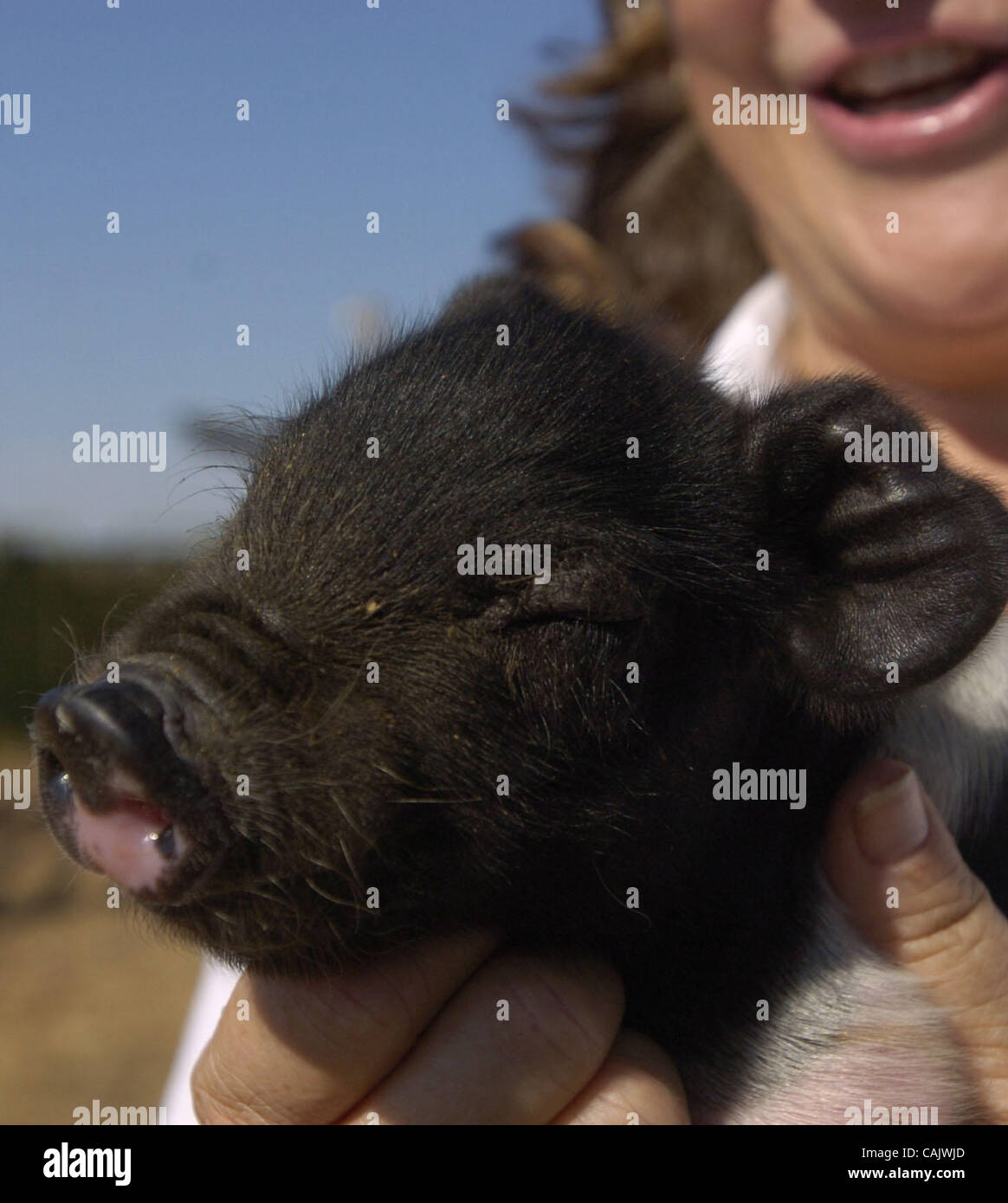 Janet Fullwood/ Sacramento Bee Piglets and other captivating farm animals will be on display at Coffee Pot Ranch in Sheridan during the Oct. 14 Placer Farm & Barn Tour, an event geared to connect consumers with the people who produce their food.  . Stock Photo