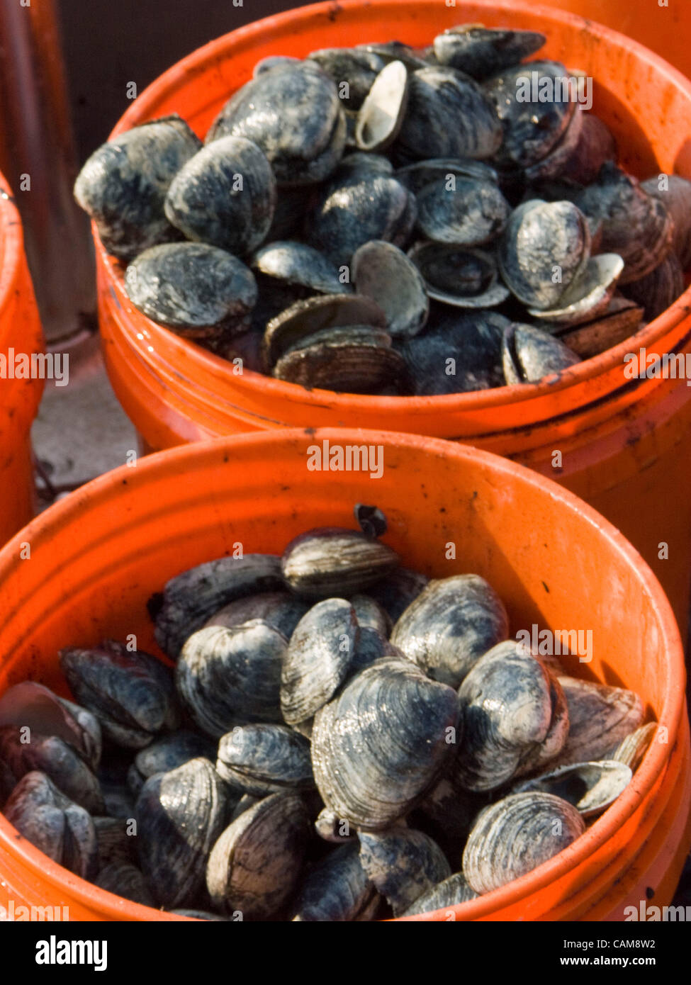 Quahogs (shellfish) caught by David Middleton at work raking for clams