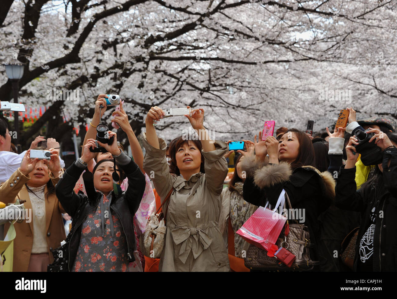 Happy Viewers April 6, 2012, Tokyo, Japan - Shutter-happy viewers take pictures of ...