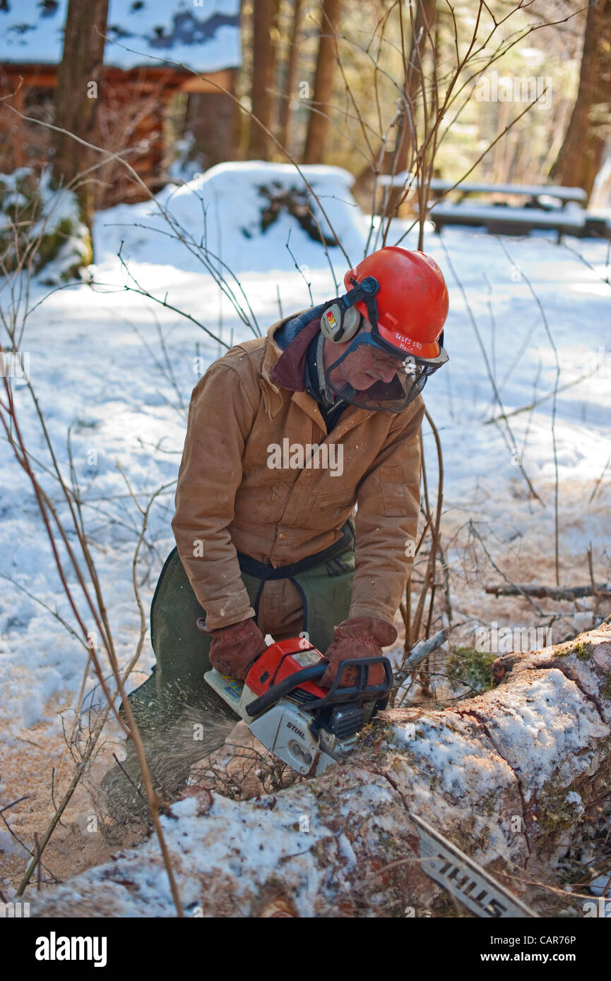 USDA Forest Service employee with chainsaw cutting felled hazard tree in a campground. Stock Photo