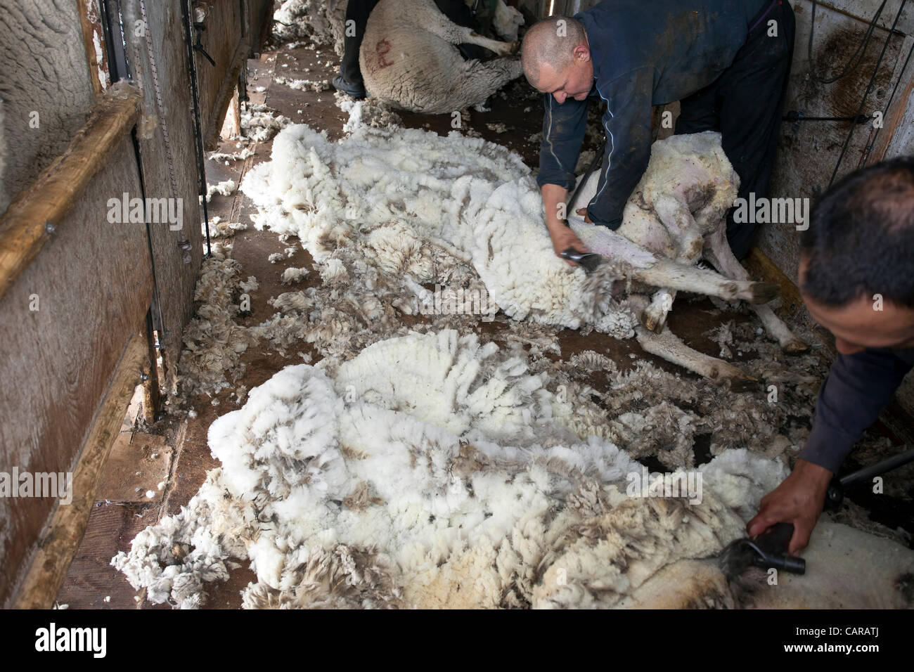 FOUNTAIN GREEN, UTAH USA. Thursday 12 Apr 2012. Shearers from New Zealand travel to USA to work livestock industry. Sheep being sheared during annual spring lamb season. Collection of wool for textiles and clothing. Sheep on ground being sheared. High income value this year. Stock Photo