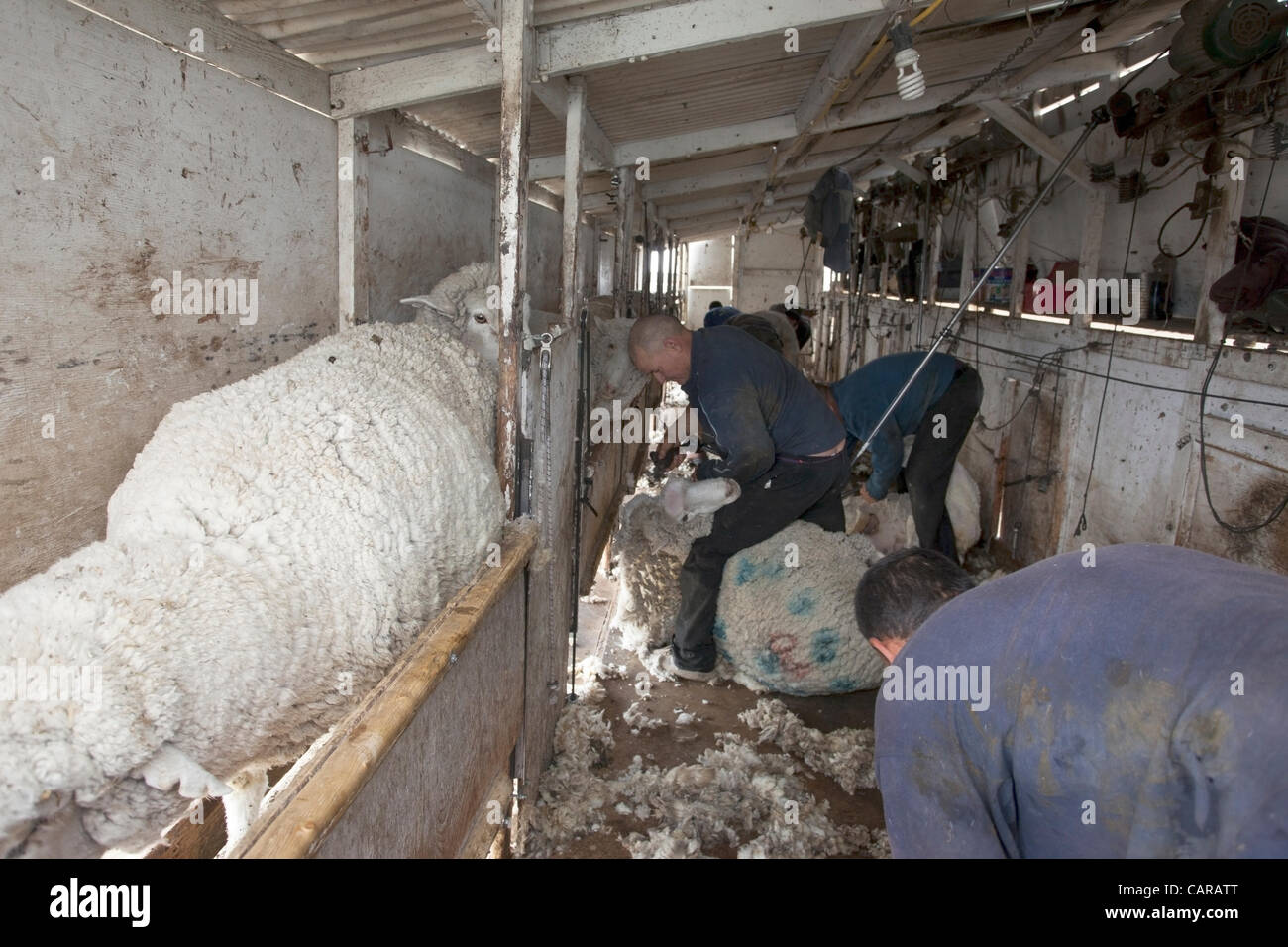 FOUNTAIN GREEN, UTAH USA. Thursday 12 Apr 2012. Shearers from New