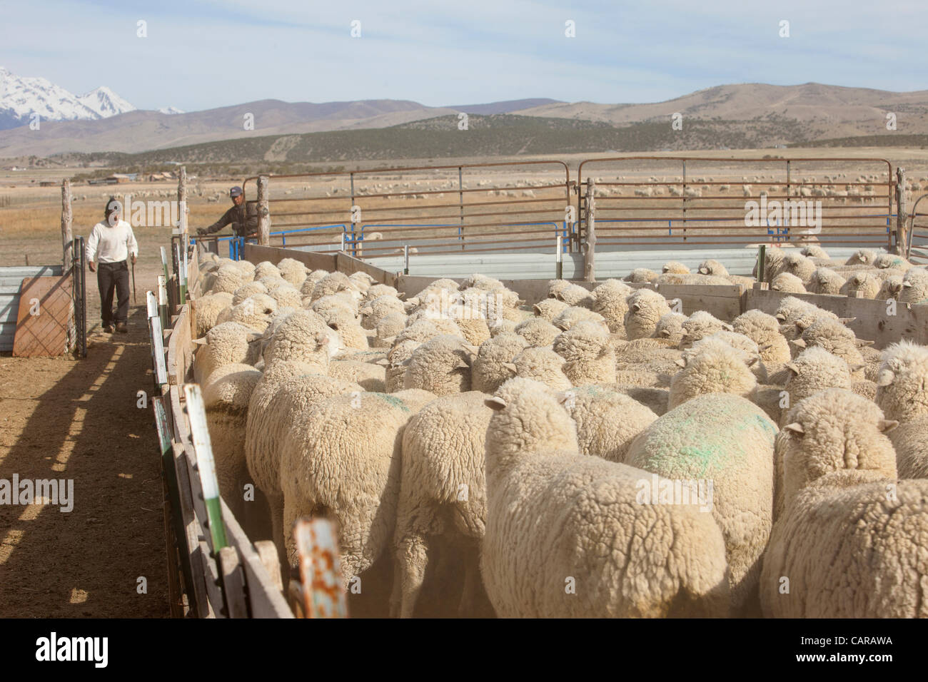 Sheep being sheared during annual spring lamb season. Collection of