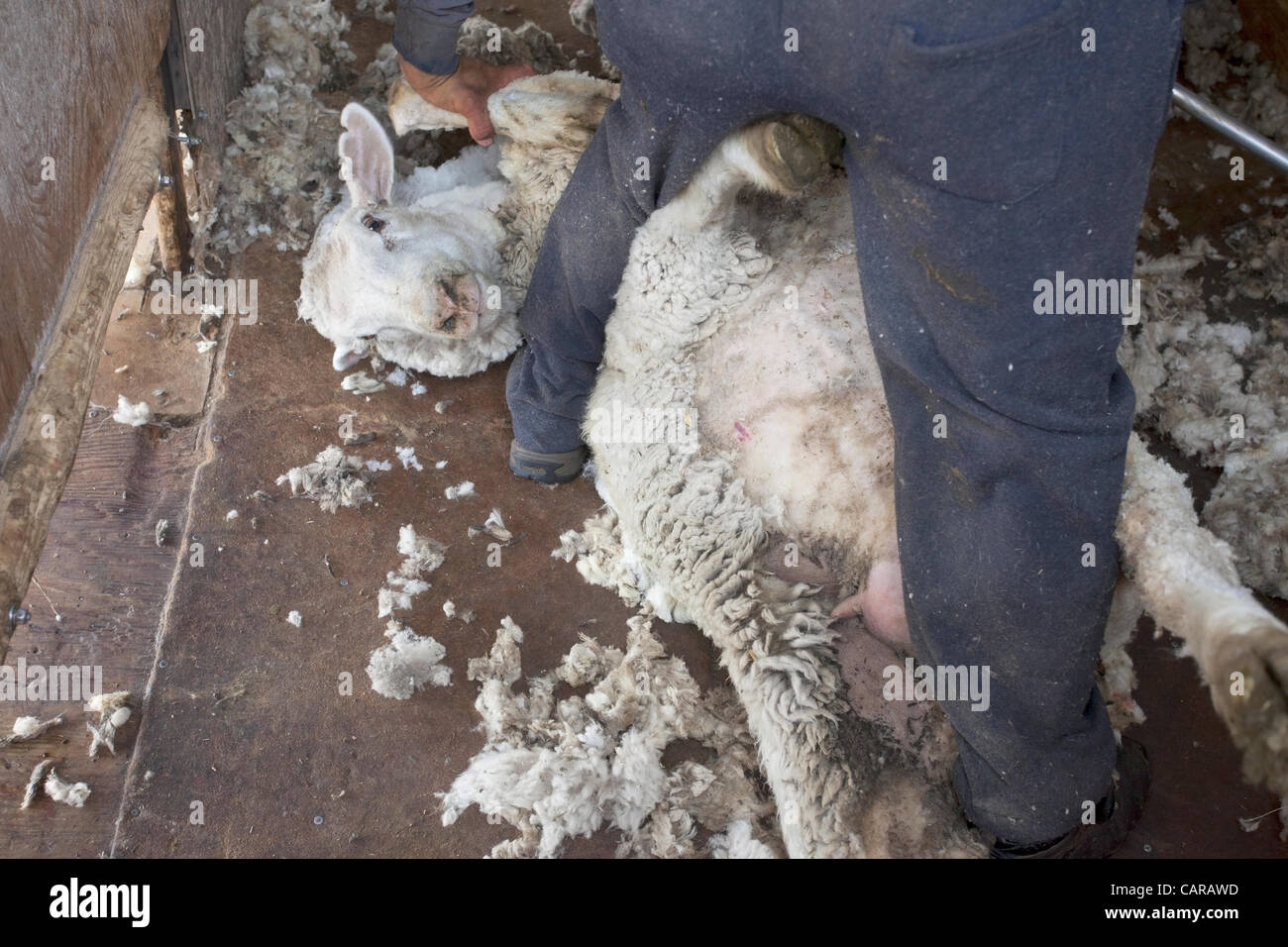 FOUNTAIN GREEN, UTAH USA. Thursday 12 Apr 2012. Shearers from New Zealand travel to USA to work livestock industry. Sheep being sheared during annual spring lamb season. Collection of wool from easy to manage sheep for textiles and clothing. High income value this year. Stock Photo