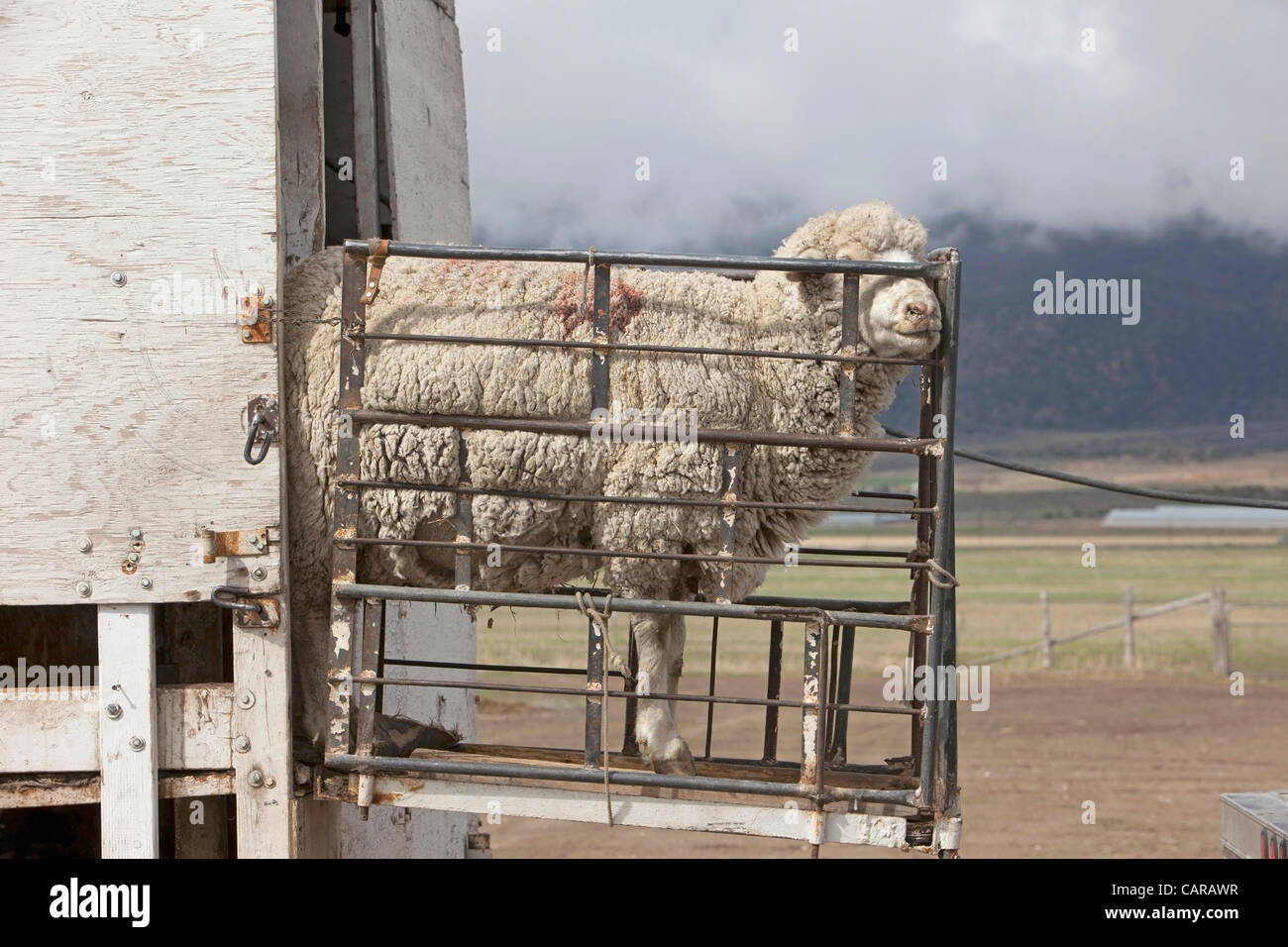 FOUNTAIN GREEN, UTAH USA. Thursday 12 Apr 2012. Shearers from New Zealand travel to the USA to shear valuable wool from sheep. Expert and very fast livestock workers.Sheep being sheared during annual spring lamb season. Collection of wool for textiles and clothing. High income value this year. Stock Photo