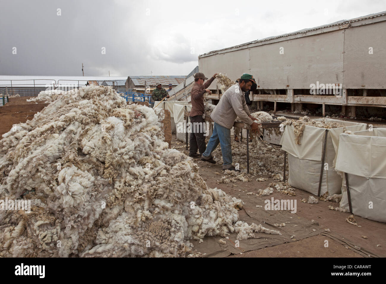 FOUNTAIN GREEN, UTAH USA. Thursday 12 Apr 2012. Shearers from New