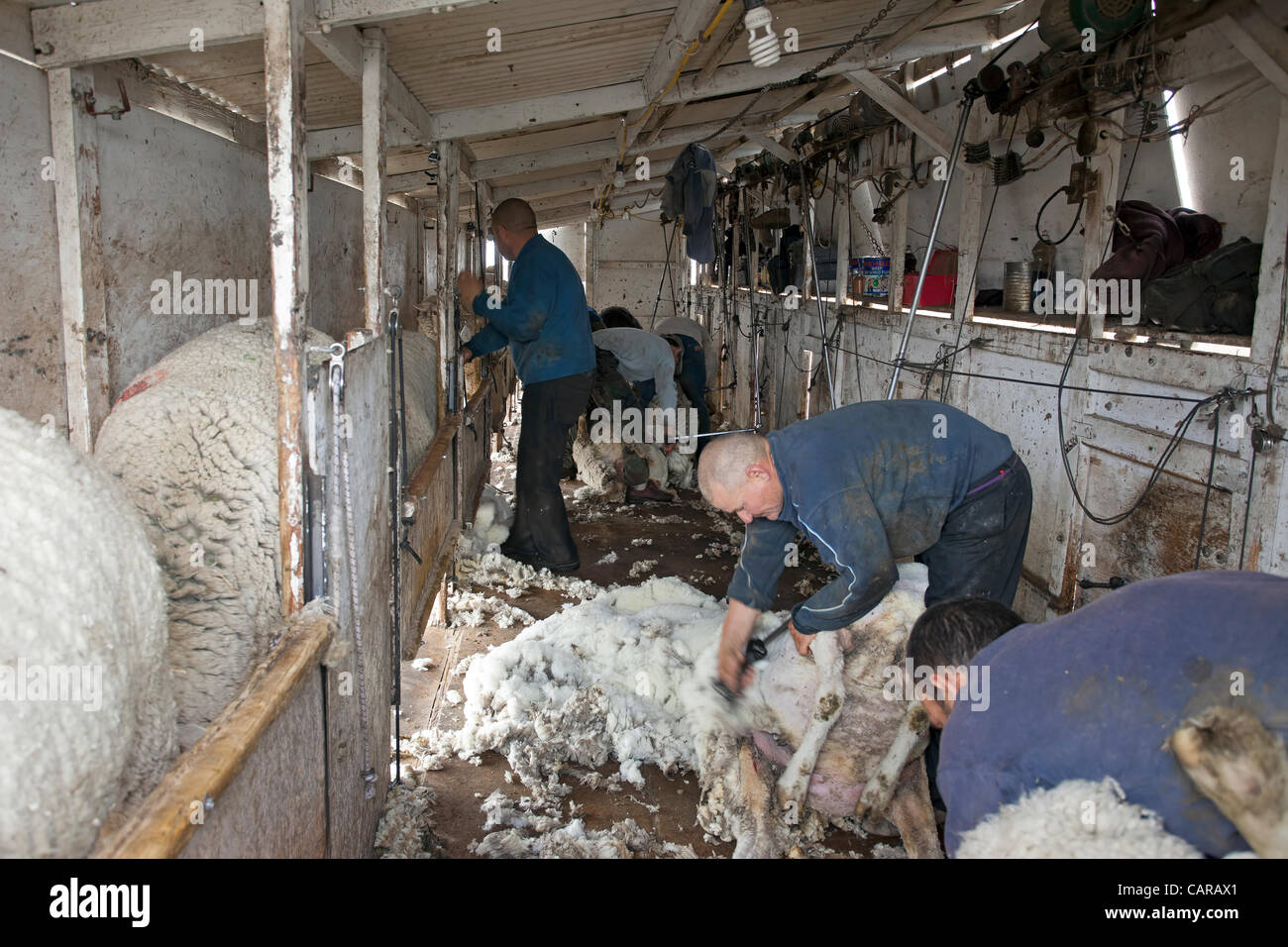 Rancher shearing sheep hires stock photography and images Alamy