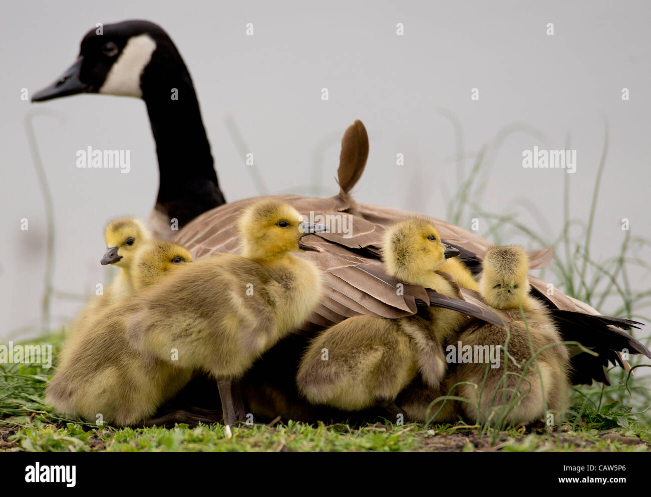 canada goose us canada goose us