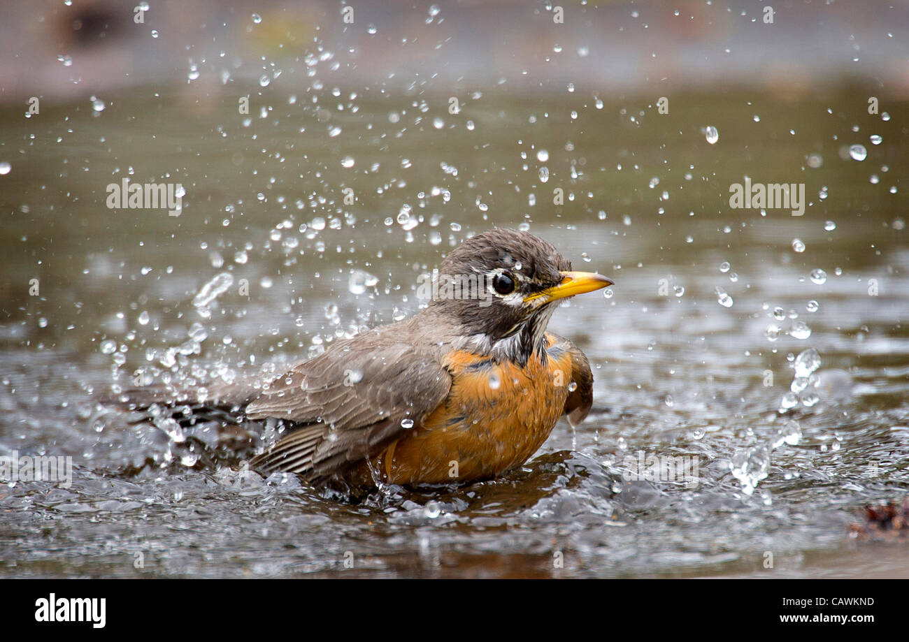April 27, 2012 - Roseburg, Oregon, U.S - An American robin sends up a ...