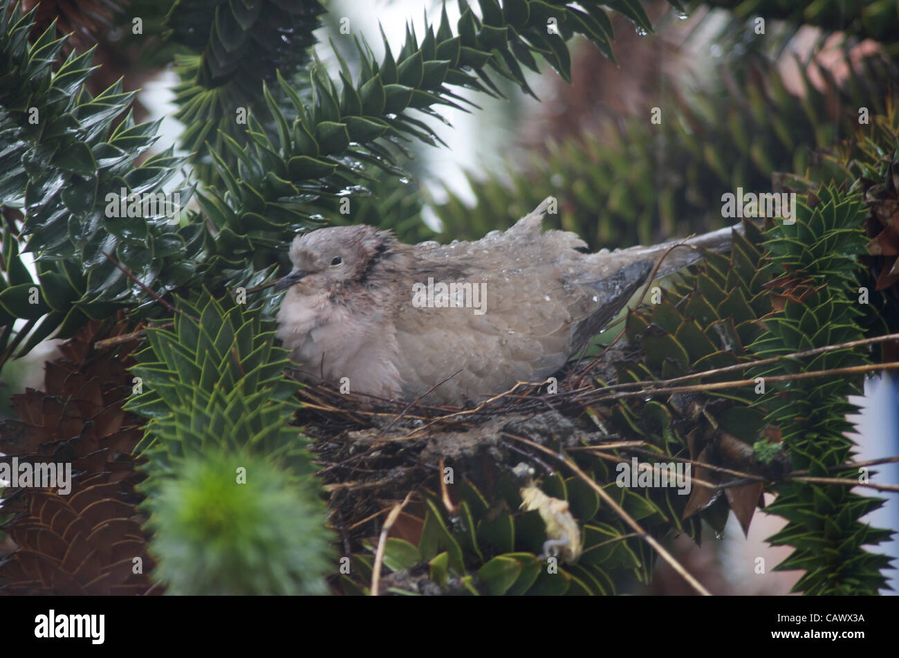 A collared dove sitting on her 2 newly-hatched chicks has remained unmoved -  though bedraggled and battered by the heavy rain and gales. The nest is in a monkey puzzle tree offering hardly any shelter. The chicks hatched today 29 April. Stock Photo