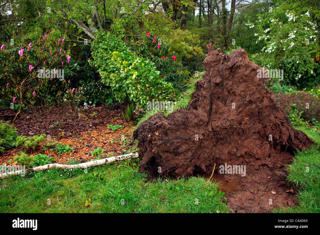 Garden Tree -  16 metre Southern Beech - Nothofagus obliqua blown over by gales in Holbrook Garden, near Tiverton, Devon, 30 Apr 2012 Stock Photo