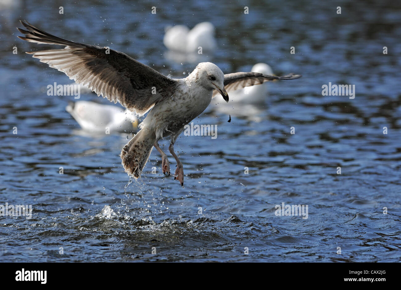 A group of Herring Gulls going through a mass washing ritual today at