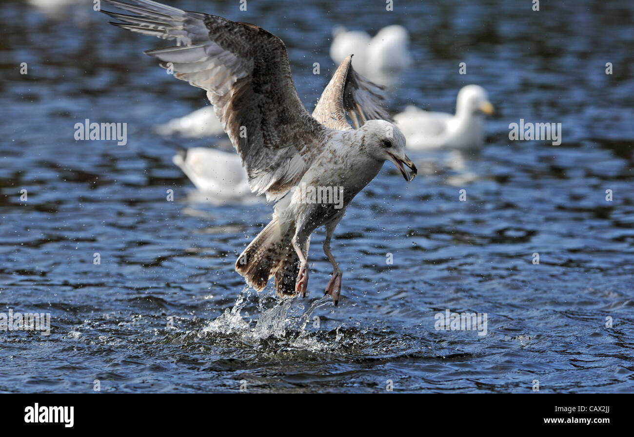 A group of Herring Gulls going through a mass washing ritual today at
