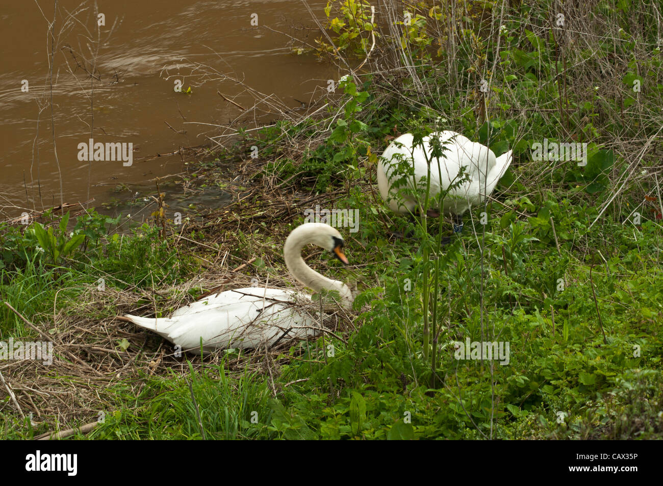 Swans having to rebuild nest after rising flood waters Stock Photo