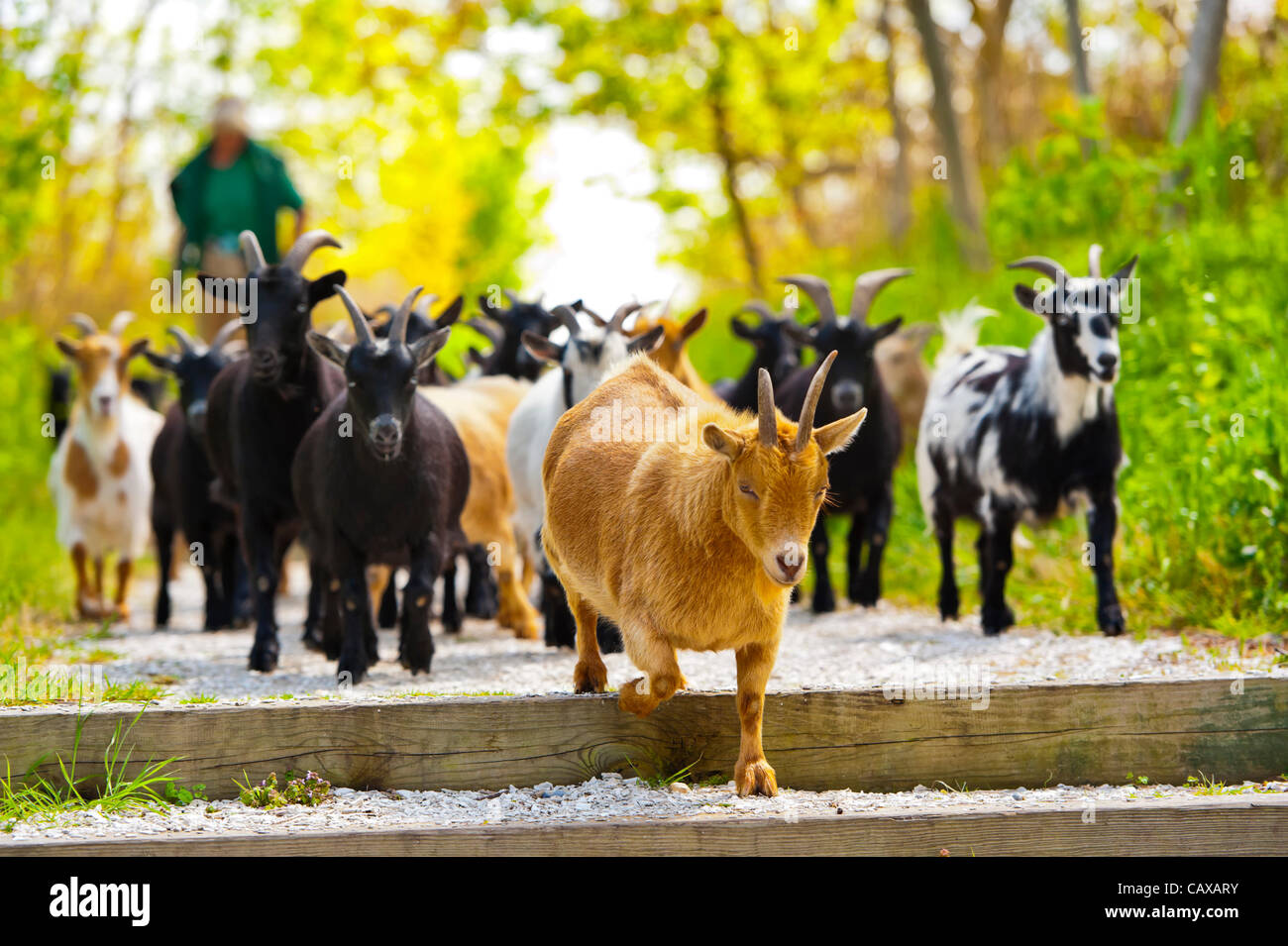 Nigerian Dwarf Goats walk on path with Park Ranger, during sunny spring