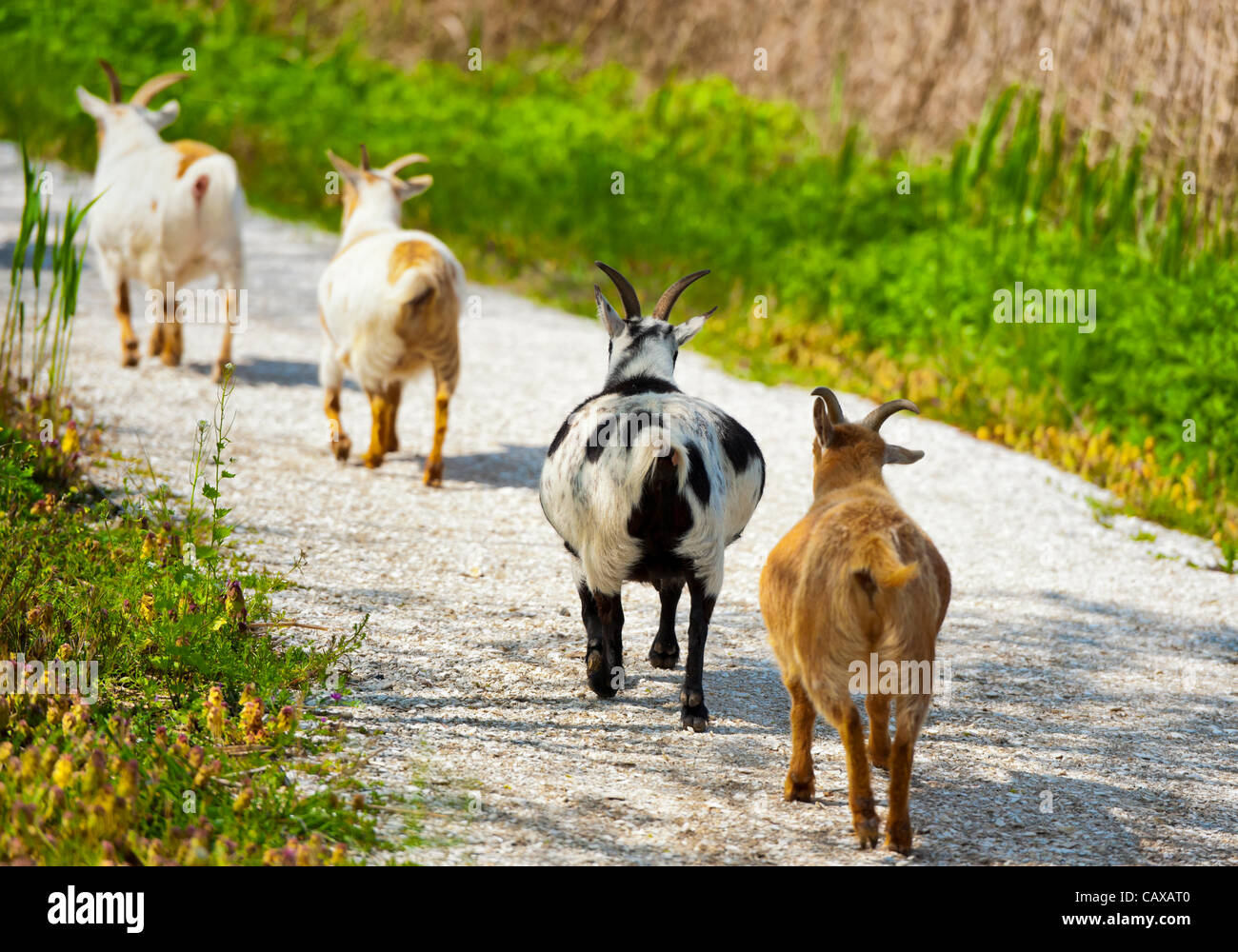 Nigerian Dwarf Goats walking in single file on stone path during Stock