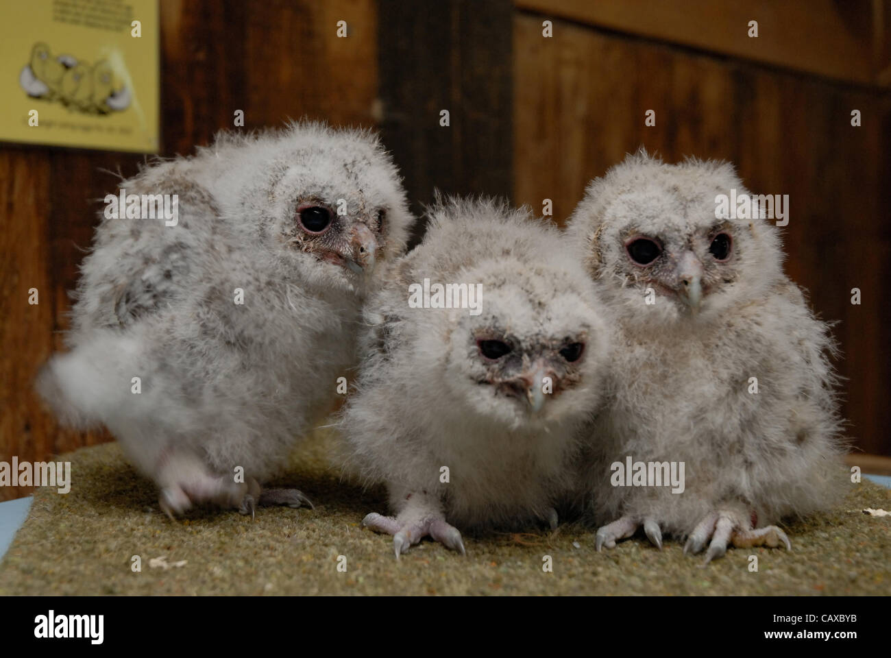 A Trio Of Three Week Old Tawny Owl Chicks Are Being Hand Reared At The a-trio-of-three-week-old-tawny-owl-chicks-are-being-hand-reared-at-the