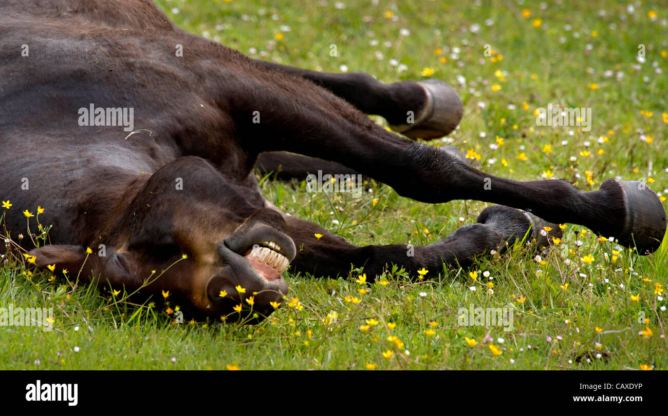 May 2, 2012 Roseburg, Oregon, U.S A horse stretches and appears to