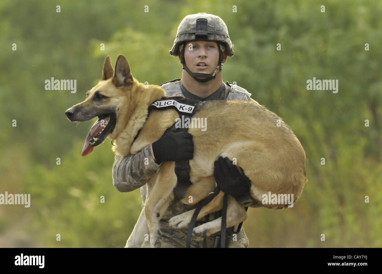 May 5, 2012 - DoD K9 Trials-May 4, 2012-Lackland Air Force Base-San Antonio, Texas---A soldier carries his dog uphill as part of the Iron Dog Competition during the Department of Defense K9 Trials at Lackland Air Force Base in San Antonio, Texas.  They'll test military working dog teams in a variety Stock Photo