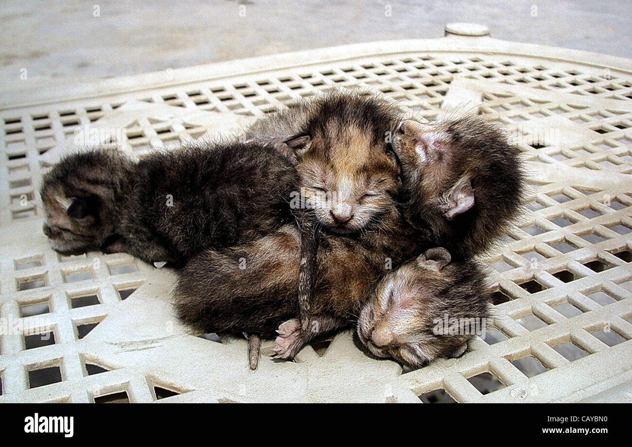 A View Of Four Conjoined Infant Babies Of A Cat After Their Birth In Larkana On Tuesday May 08 12 Stock Photo Alamy