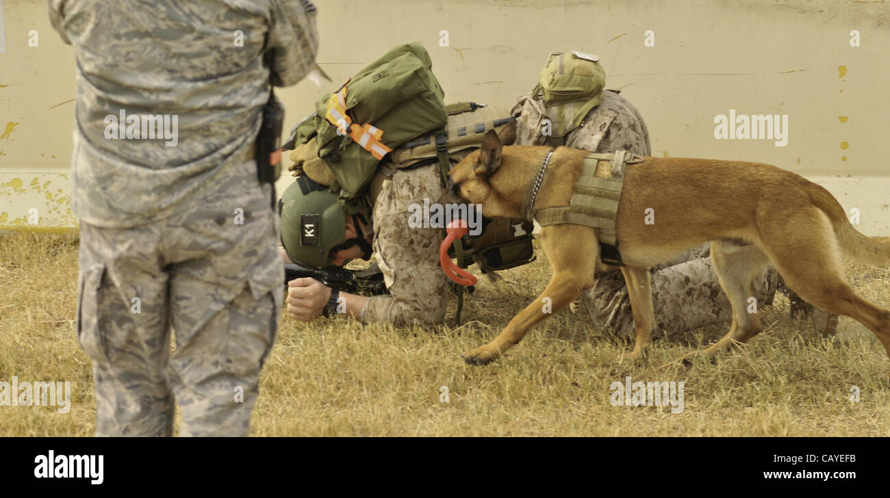 Dog body armour military hires stock photography and images Alamy