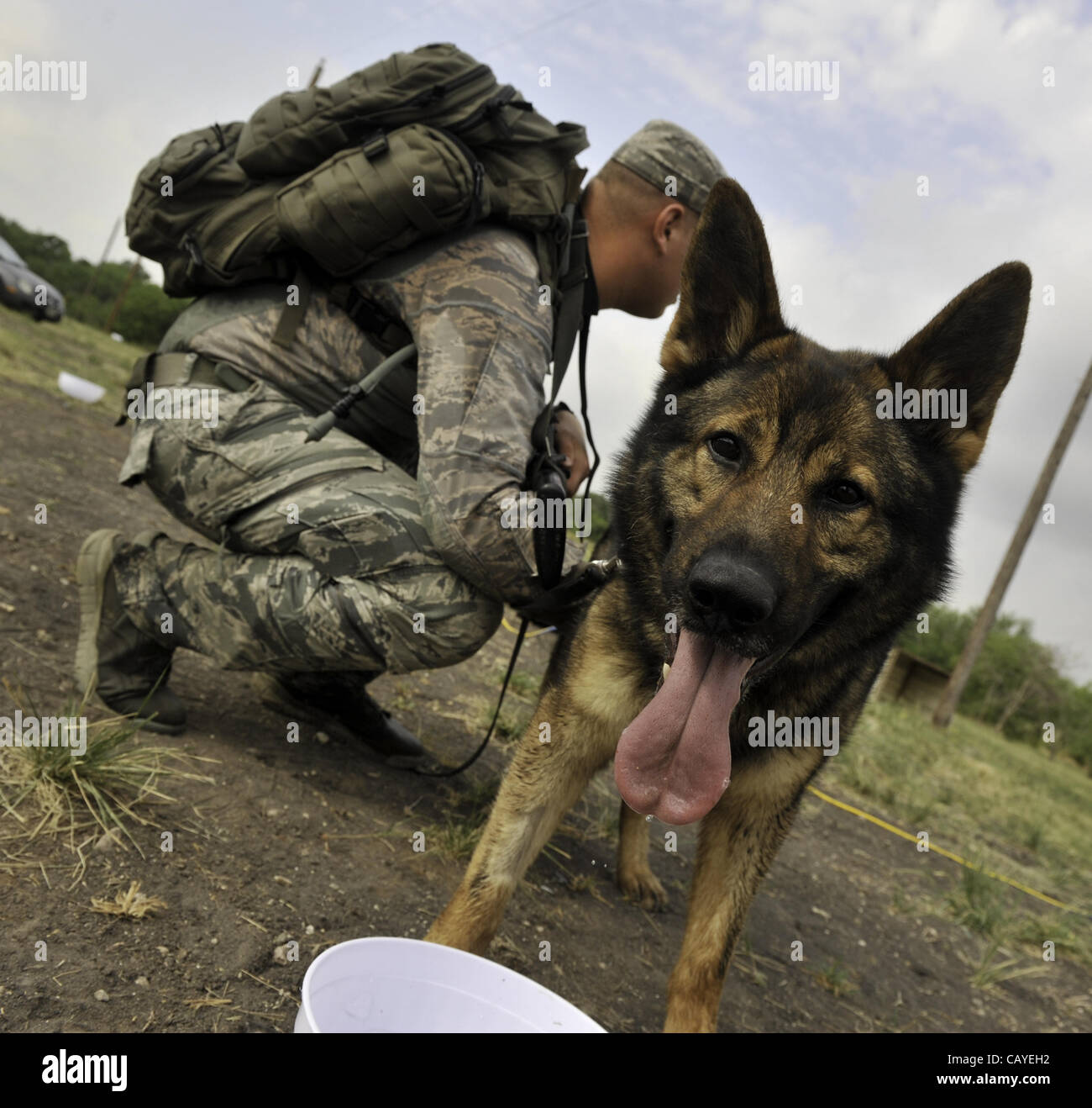 May 4, 2012 - Soldiers and dogs cool off the during the Department of Defense K9 Trials at Lackland Air Force Base in San Antonio, Texas.  They'll test military working dog teams in a variety of missions, including detecting narcotics or explosives, protecting handlers, doing building searches, and  Stock Photo