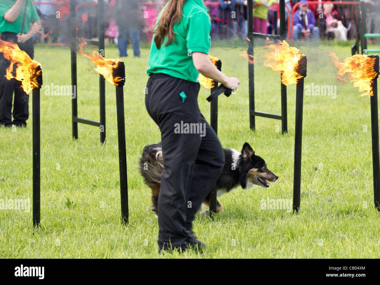Essex Dogs display team demonstrating there skills with dogs at the