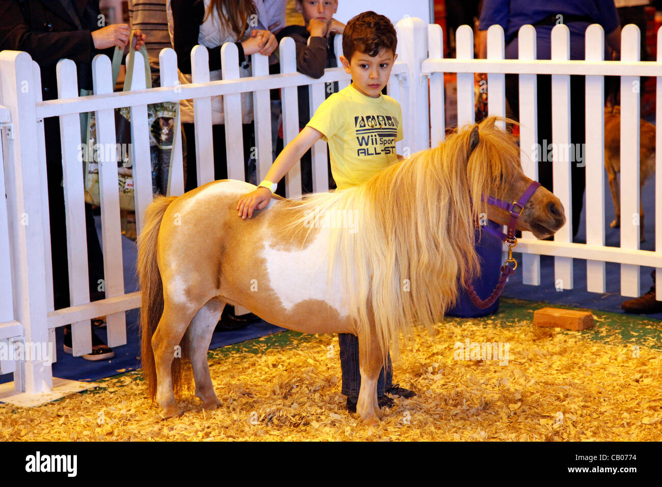 London, UK. Sunday 13th May 2012. Miniature pony, small horse display at the London Pet Show 2012 Stock Photo