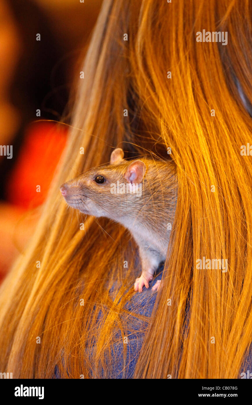 London, UK. Sunday 13th May 2012. Calamity the Agouti Rat playing