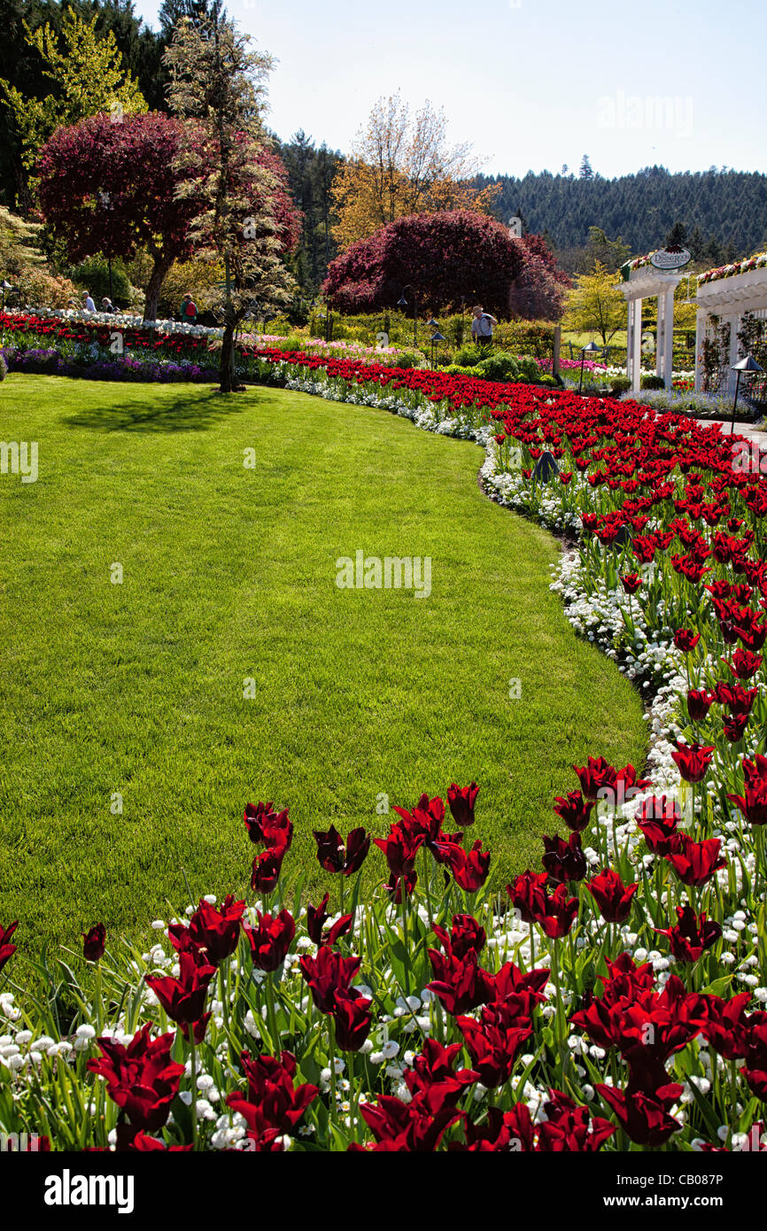 Blooming tulips in Butchart Gardens, Victoria, BC, Canada. May 12, 2012
