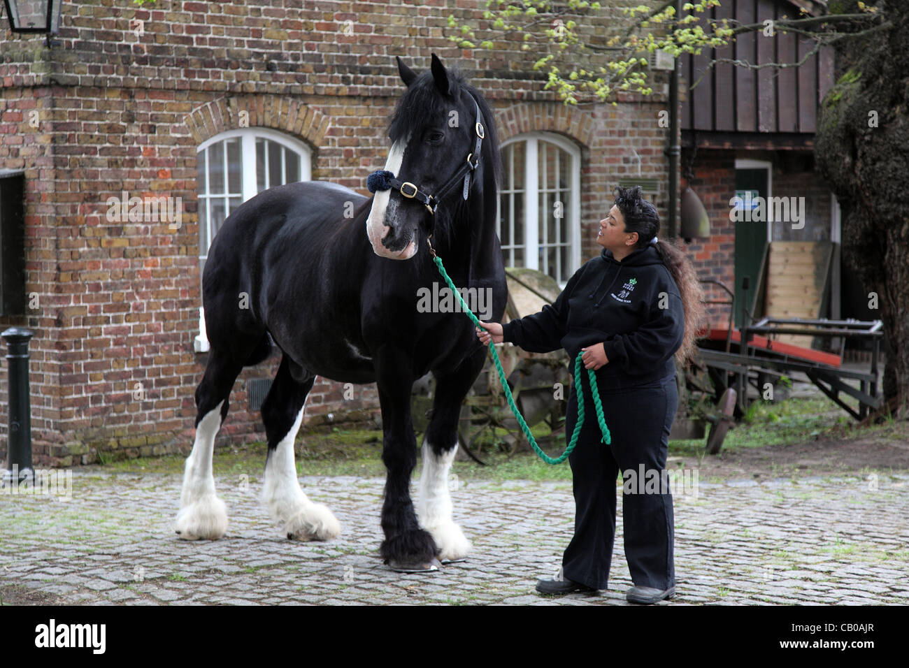14/05/2012. Richmond Park, London, UK. Shire Horse 'Jed' who has worked in Richmond Park for the last 10 years is being presented with a commemorative retirement Rosette by Her Majesty Queen Elizabeth II, during the 'Wild London' Jubilee event. Pictured:Sandra Croxall and Jed. Stock Photo