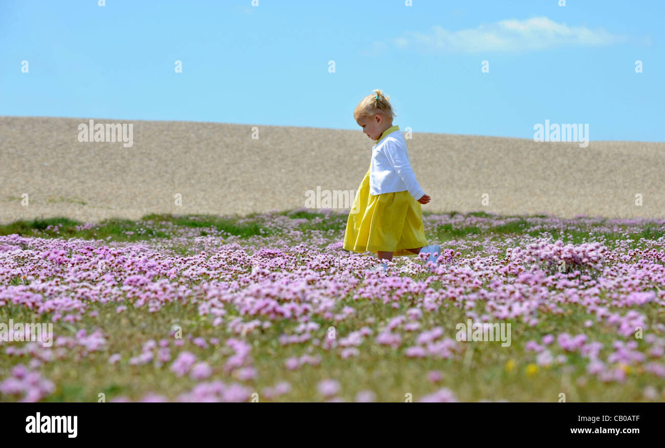 ‘Sea Pinks’ or Thrift flowers at Chesil Beach in Dorset, Britain, UK Stock Photo