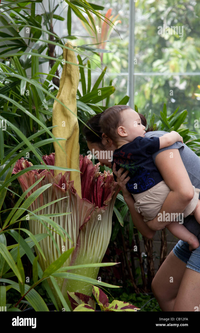 A woman holding a child sniffs the Amorphophallus titanum (corpse flower) blooming in Honolulu, Hawaii at Foster Botanical garden on May 17, 2012. The flower blooms only once every five years and gives off an odor often descrbed as rotting meat. Stock Photo