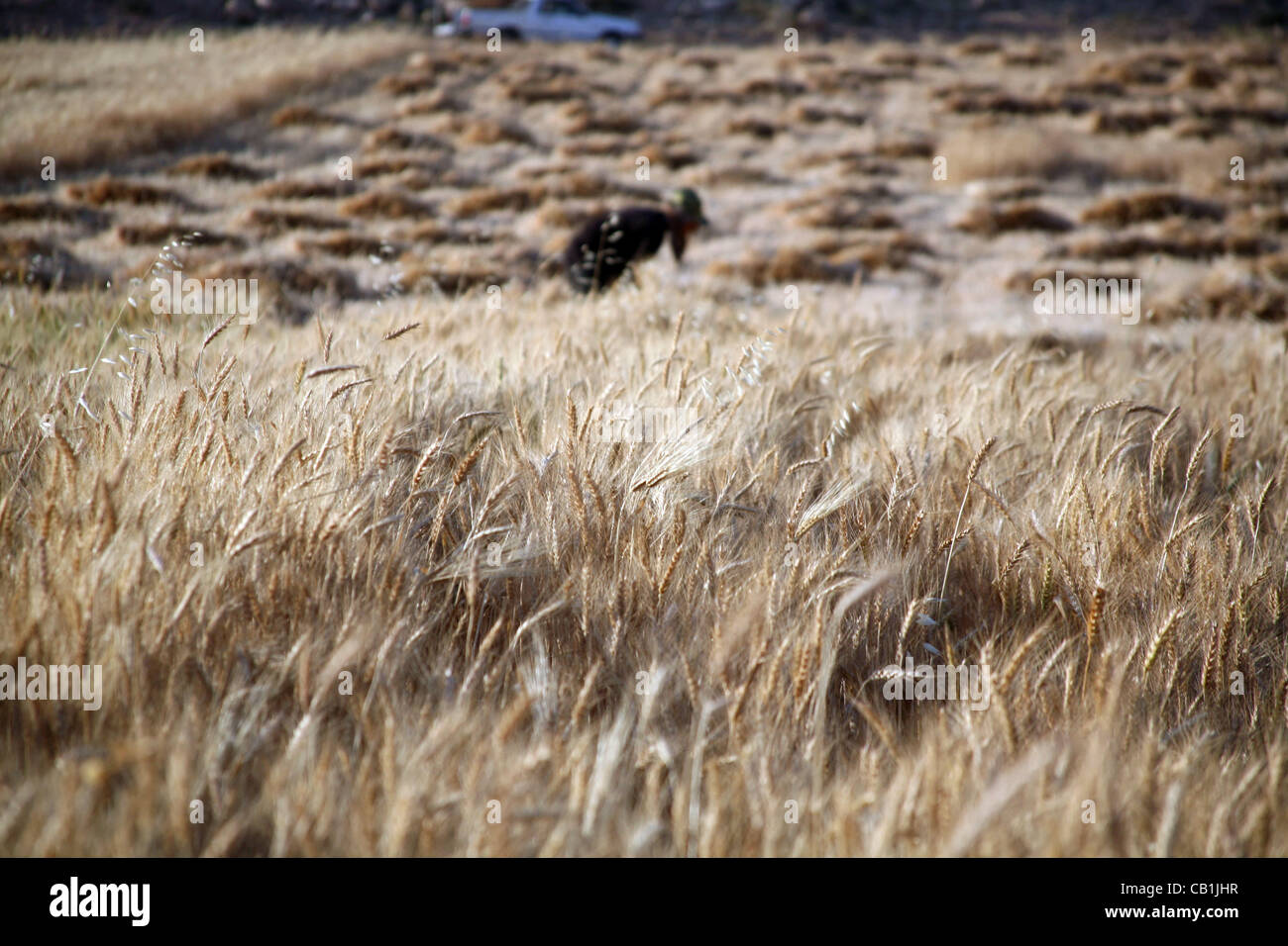 May 20, 2012 Hebron, West Bank A Palestinian man harvests a wheat