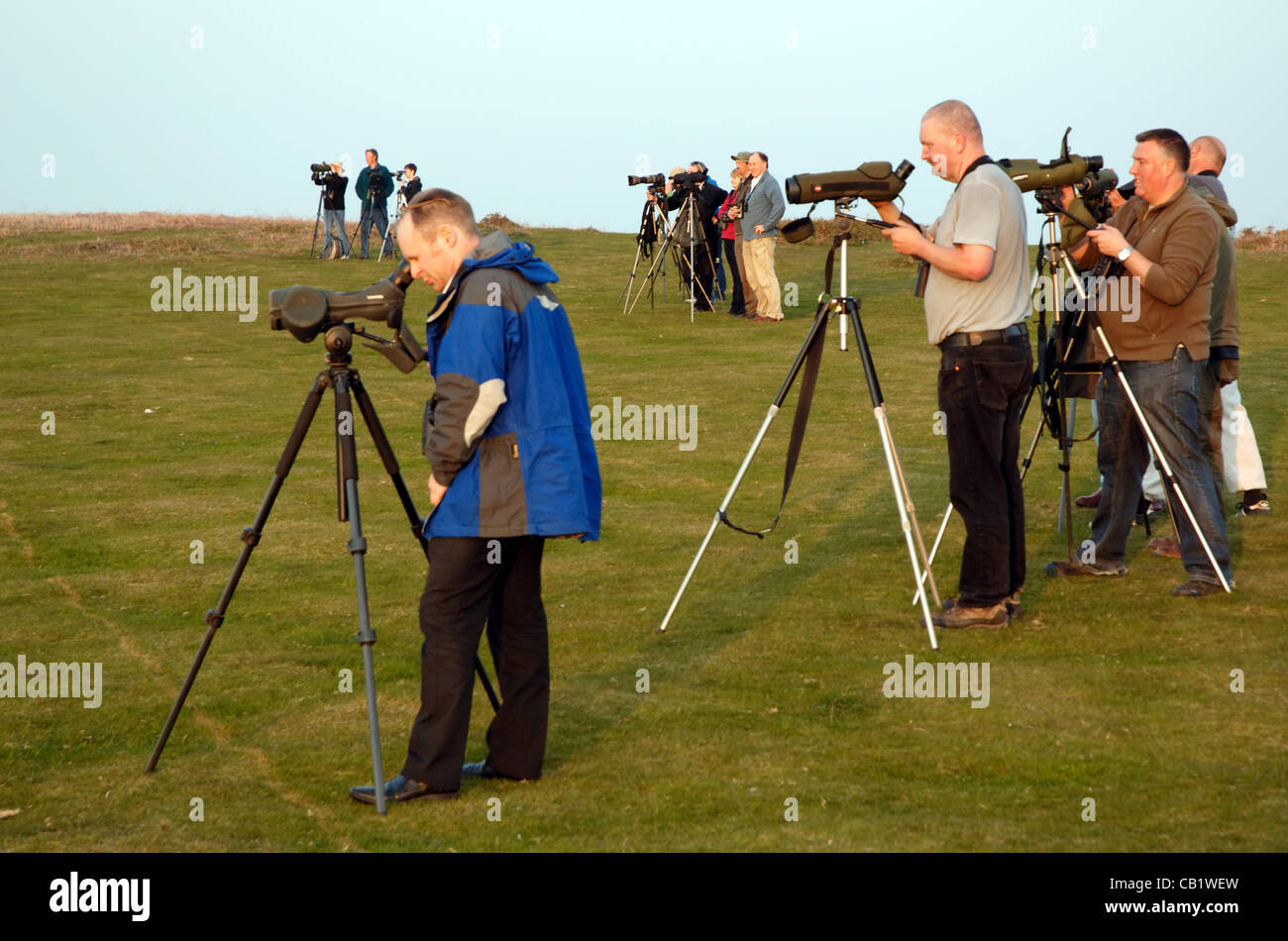 21/5/2012. Twitchers are flocking to see a rare bird which has not been sighted in the UK for eight years. Enthusiasts from all over the UK  have been watching a Cream-Coloured Courser which has settled on Bradnor Hill Golf Course in Kington, Herefordshire, UK Stock Photo