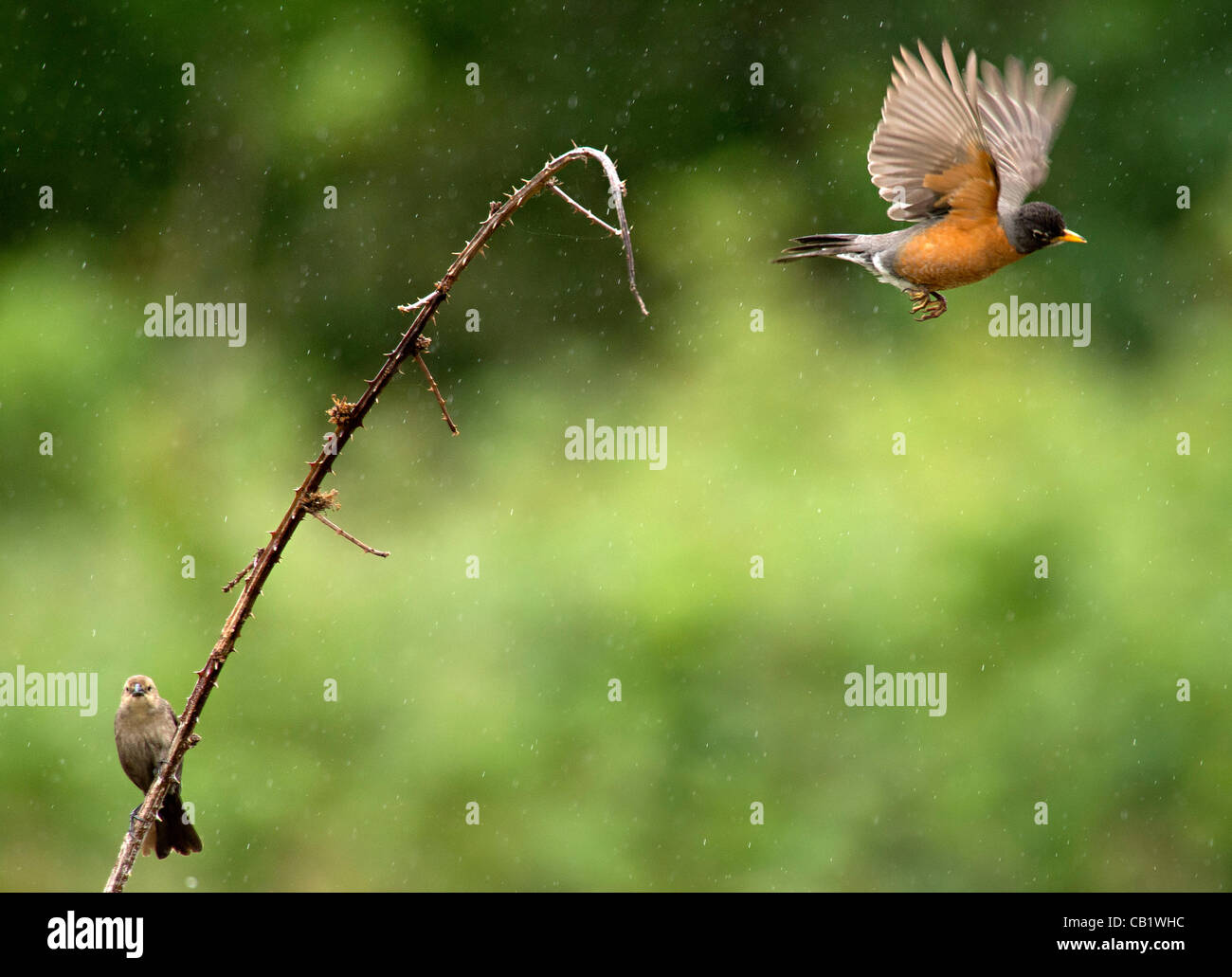 May 21, 2012 - Reedsport, Oregon, U.S - During a rain shower a robin ...
