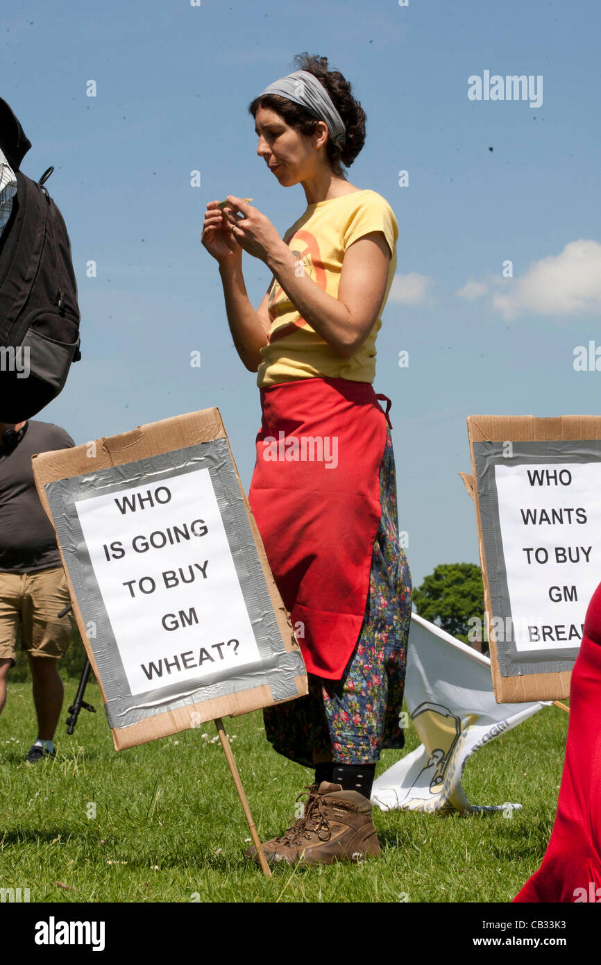 Rothamstead,Harpenden,Hertfordshire,England: Activists from the anti GM  action group Take The Flour Back protest at Rothamstead Agricultural Research Establishment the site of England’s first outdoor trial of Genetically modified Wheat. Picture Tim Scrivener date taken 27th May 2012 Mobile 07850 30 Stock Photo
