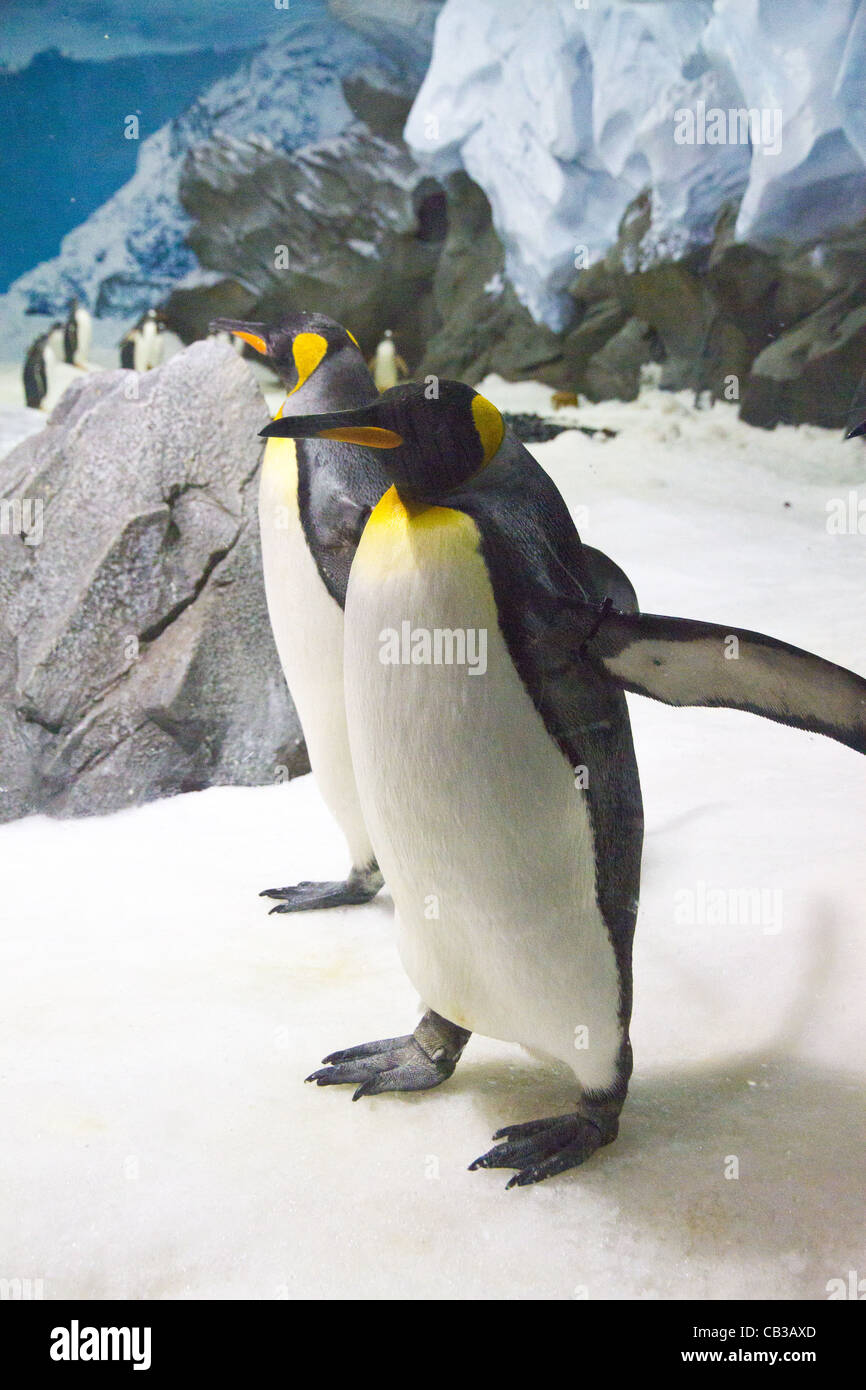 Emperor Penguins (Aptenodytes forsteri) Stock Photo