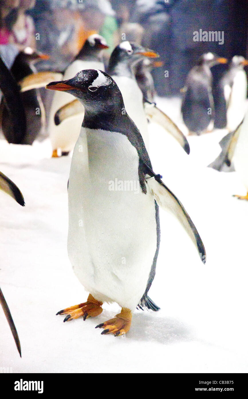 Gentoo Penguins (Pygoscelis papua) in captivity Stock Photo