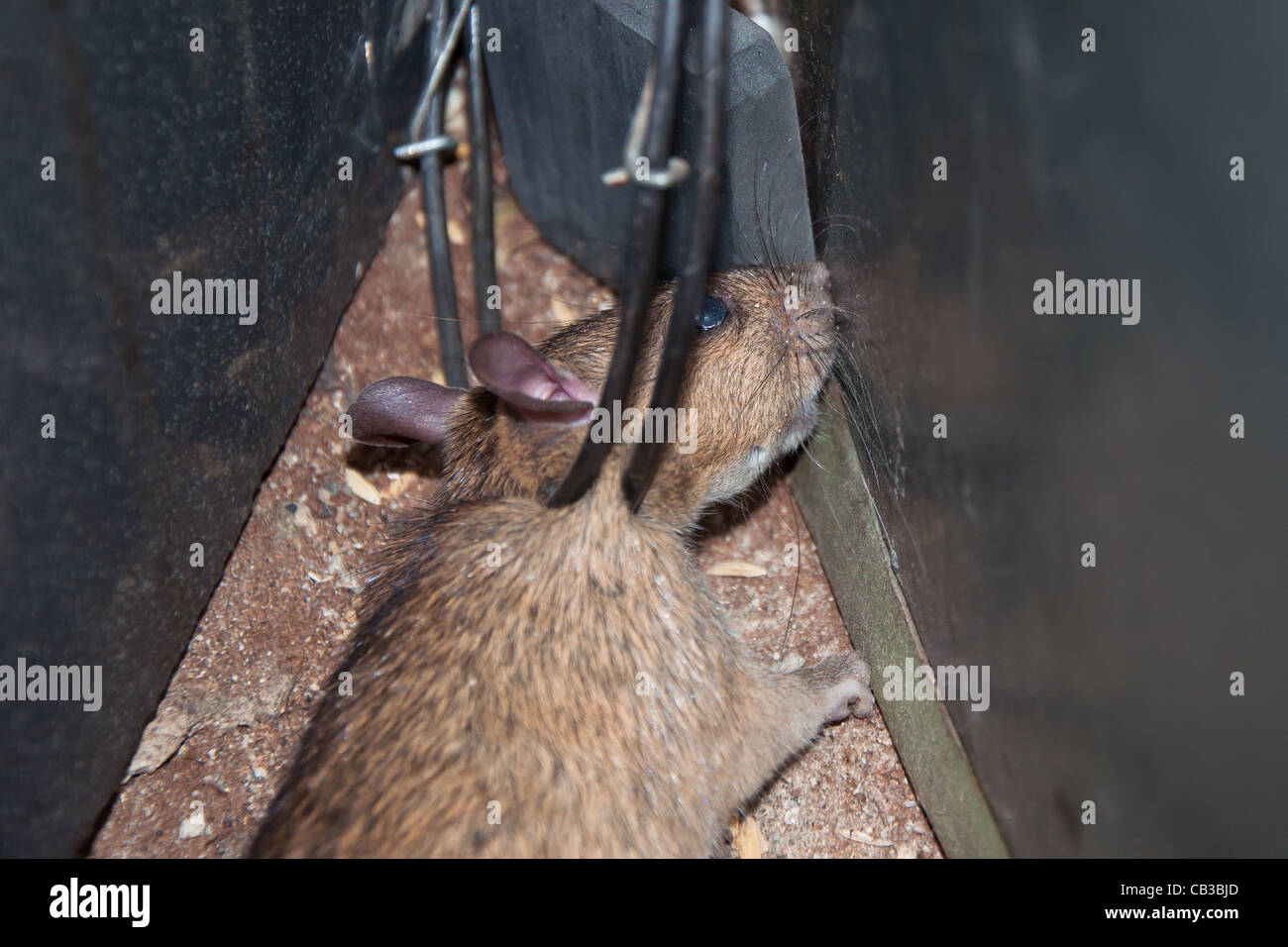 Trapped Rat Stock Photo Alamy
