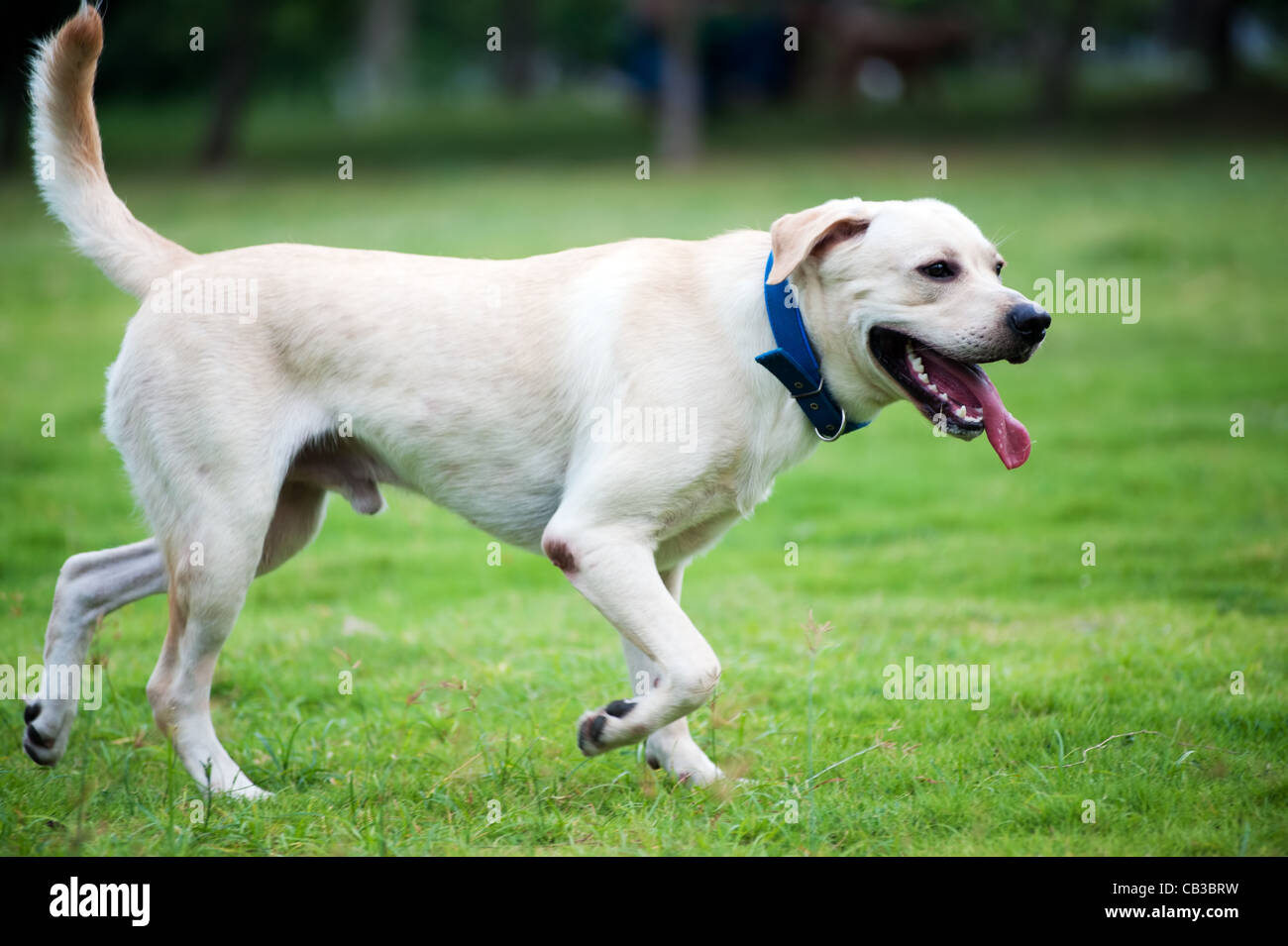 White Labrador dog running on the lawn Stock Photo
