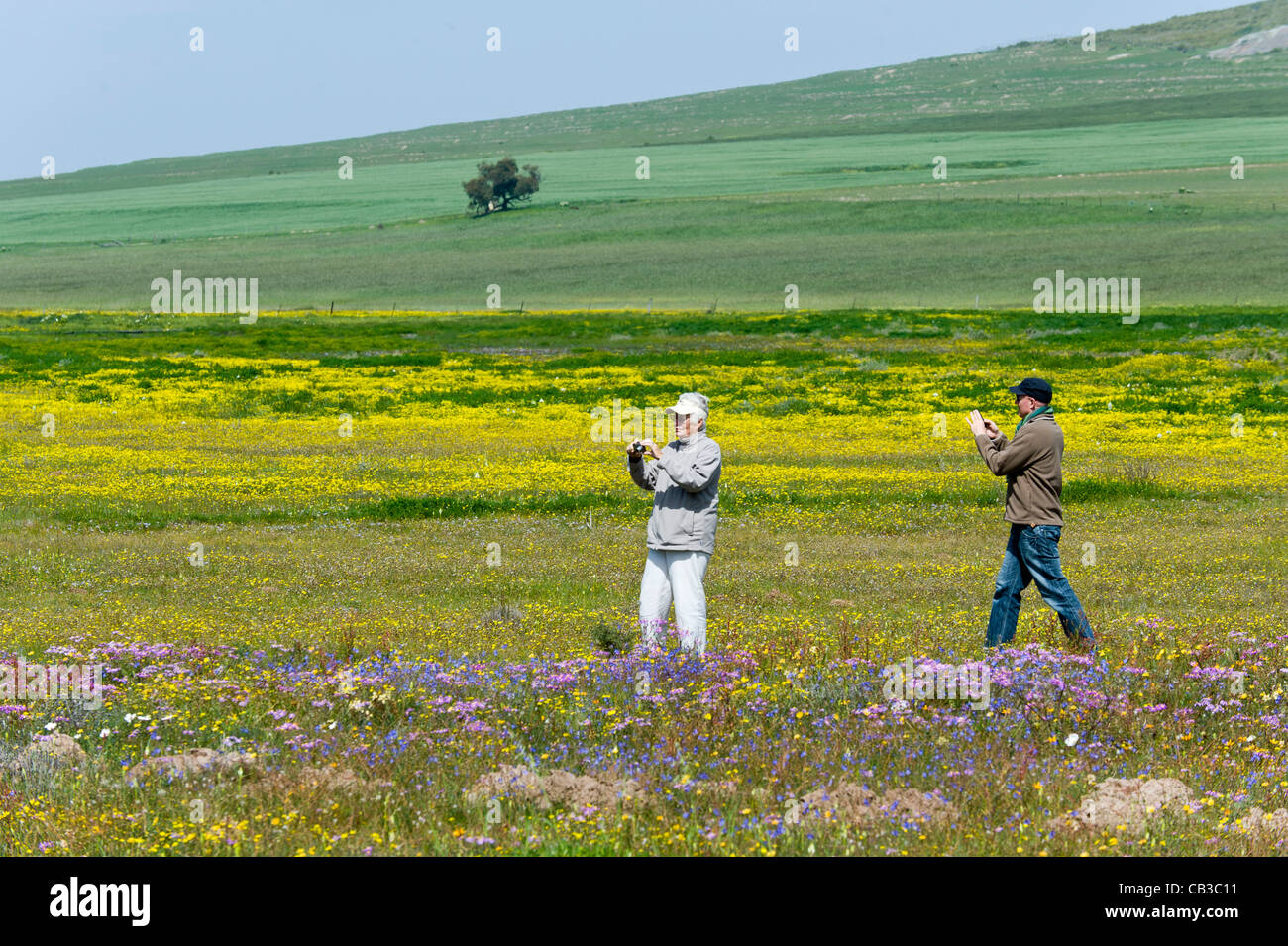 Wild Flowers in display in Tinie Versfeld Wild Flower Reserve Western Cape South AFrica Stock Photo