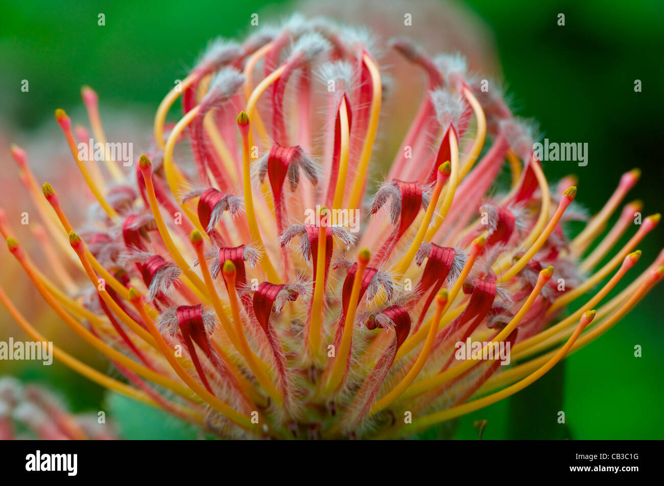 Protea 'Carnival Orange' Leucospermum cuneforme Australia Stock Photo