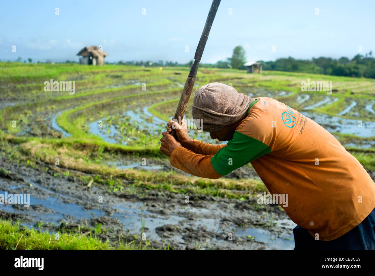 Understanding the Role of Rice in Indonesian Life: More Than Just a Staple Food