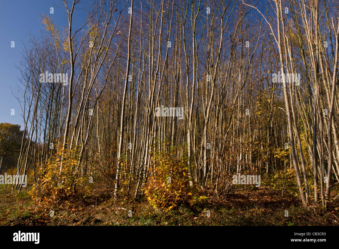 Sweet Chestnut coppice at Plantlife Reserve at Ranscombe Farm, Kent. Stock Photo